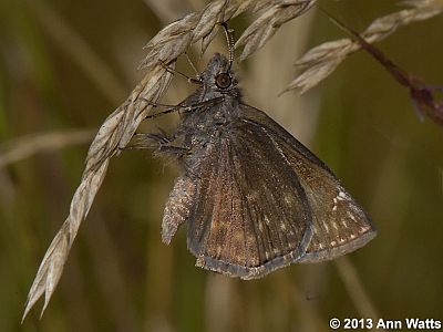 Wild Indigo Duskywing