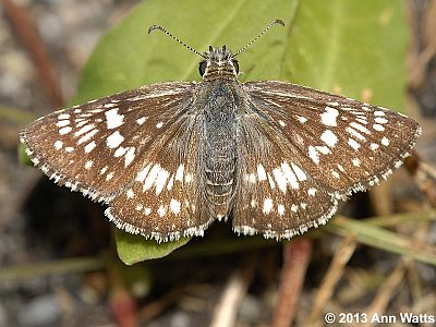 Common Checkered-Skipper