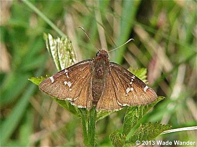 Southern Cloudywing