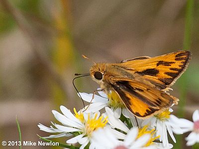 Fiery Skipper