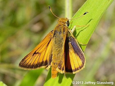 Delaware Skipper