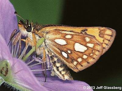 Arctic Skipper