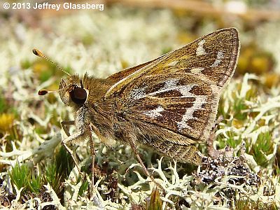 Cobweb Skipper