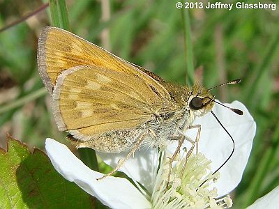 Indian Skipper