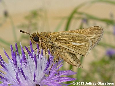 Salt Marsh Skipper