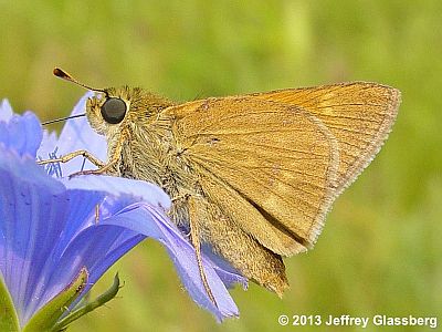 Crossline Skipper