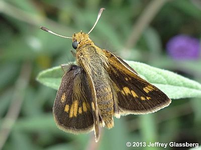 Peck's Skipper