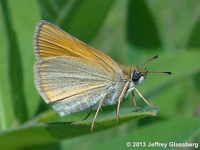 European Skipper