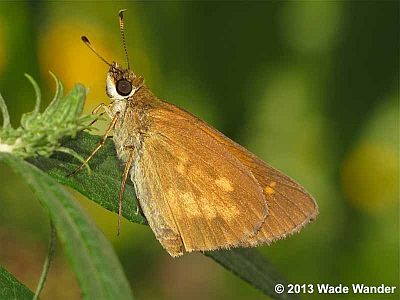 Broad-winged Skipper