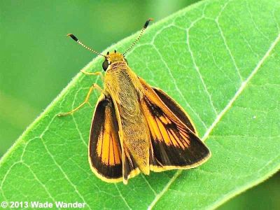 Delaware Skipper