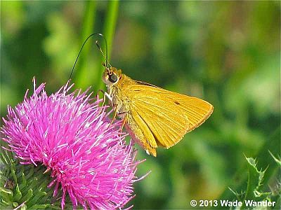 Delaware Skipper