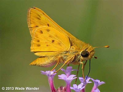 Fiery Skipper