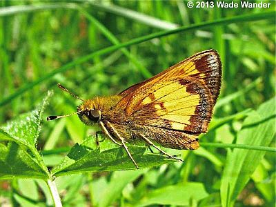 Hobomok Skipper