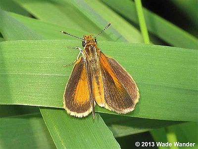 Least Skipper