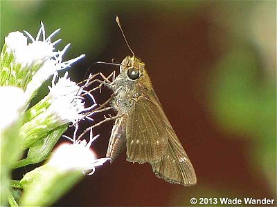 Ocola Skipper