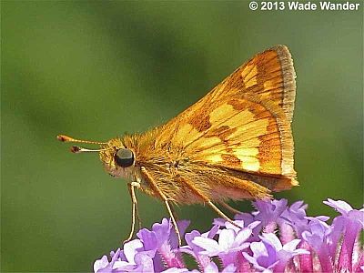 Peck's Skipper