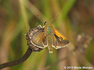 Tawny-edged Skipper