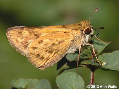 Fiery Skipper