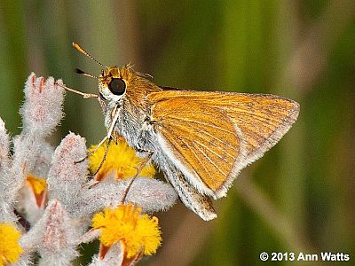 Two-spotted Skipper