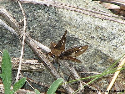 Cobweb Skipper