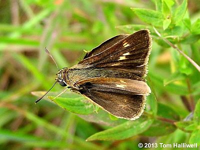 Crossline Skipper