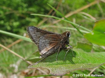 Dusted Skipper