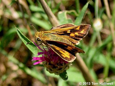 Fiery Skipper