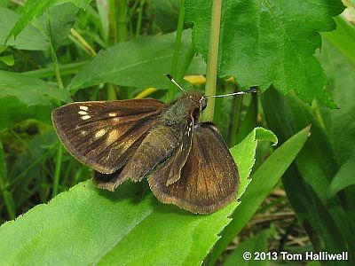 Hobomok Skipper