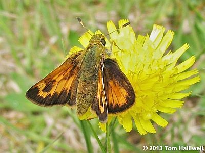 Indian Skipper