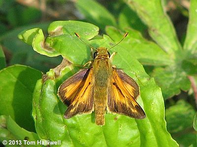 Indian Skipper