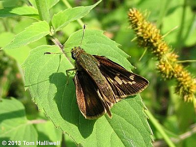 Little Glasswing