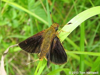 Mulberry Wing