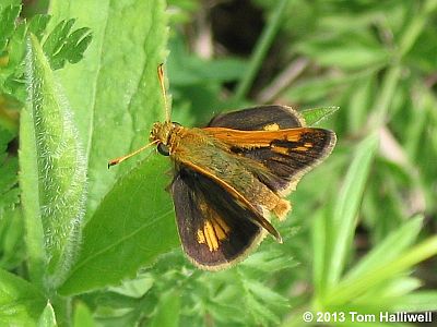 Peck's Skipper