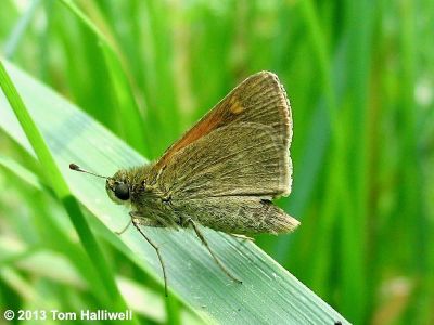 Tawny-edged Skipper