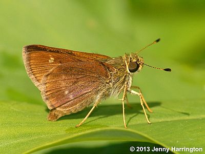 Little Glasswing