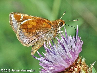 Zabulon Skipper