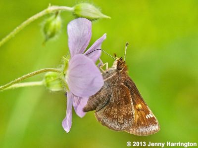 Hobomok Skipper