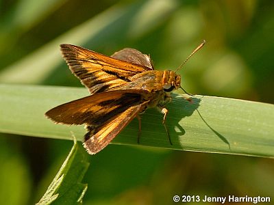 Dion Skipper