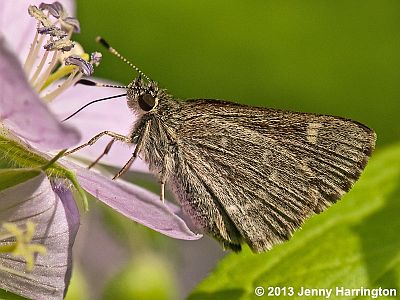 Pepper and Salt Skipper