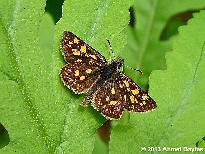 Arctic Skipper