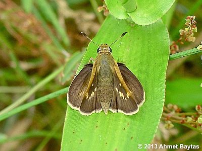 Tawny-edged Skipper