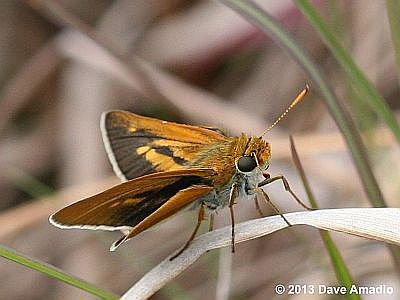 Two-spotted Skipper