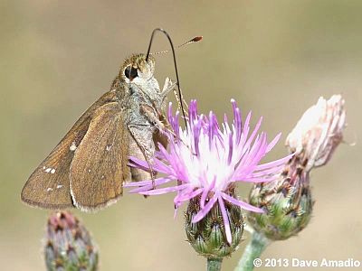 Dotted Skipper