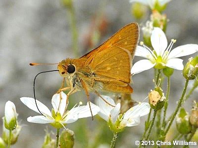 Dotted Skipper