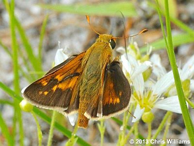 Dotted Skipper