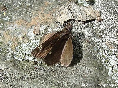 Common Roadside-Skipper