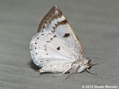 Bluish Spring Moth