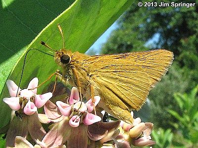 Rare Skipper