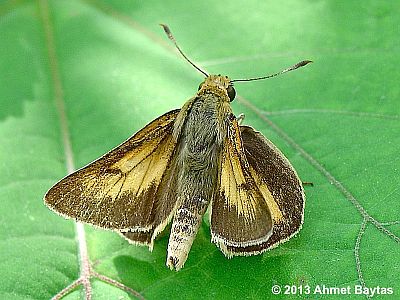 Rare Skipper