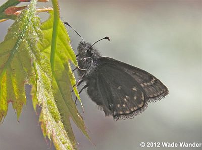 Sleepy Duskywing